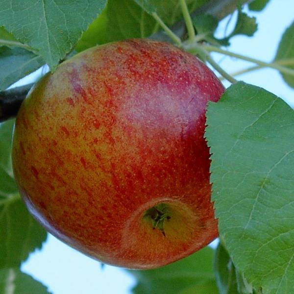 Belle de Boskoop Rouge