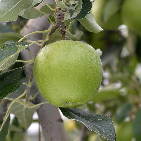 Granny Smith
