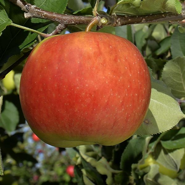 Sapora